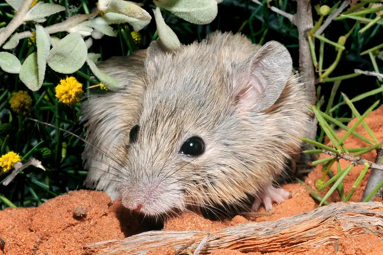 Tikus Gould diduga punah sejak 125 tahun lalu, namun peneliti menemukan populasinya di sebuah pulau kecil di Australia.