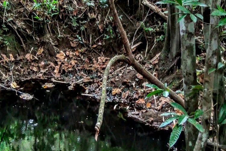 Habitas jenis Kayu Bajakah di Hutan Kalimantan Tengah