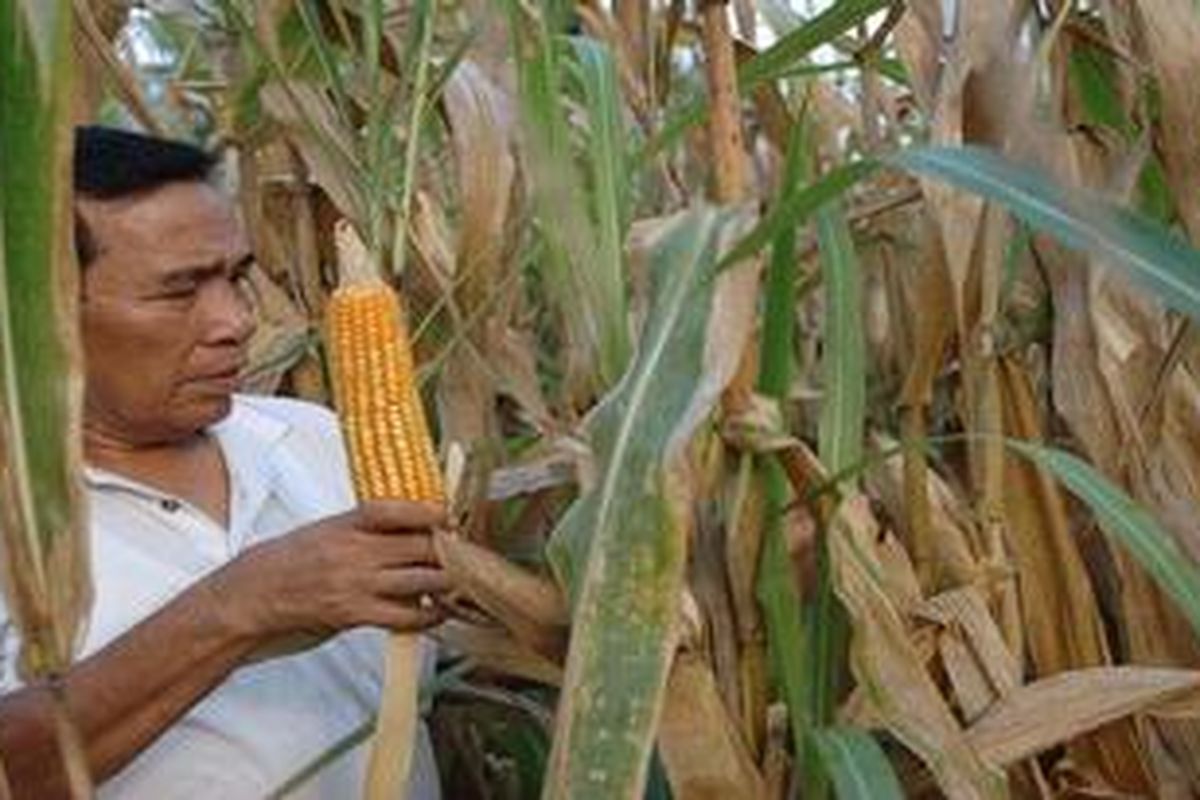 Ketua Himpunan Petani Jagung Indonesia (Hipajagin) Sumut Jemat Sebayang menunjukkan jagung petani yang meskipun sudah berumur lima bulan belum dipanen di kawasan Medan Selayang, Jumat petang (10/2/2012). Sedikitnya petani dari 7 Kecamatan di Sumut menahan penjualan jagungnya karena harga melorot hingga Rp 2.000 per kilogram. Banyak petani yang bahkan tidak memanen jagungnya.