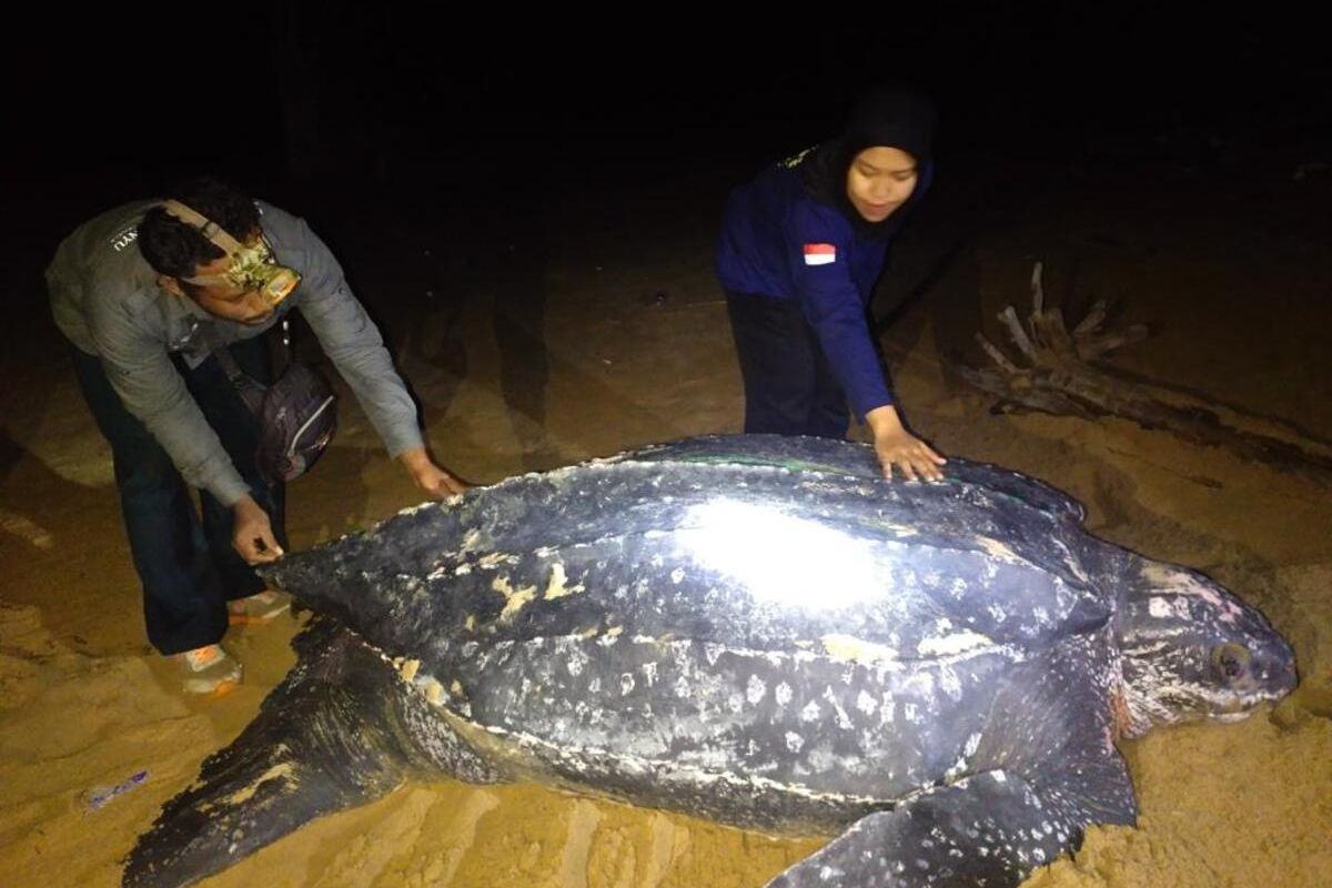 Untuk pertamakalinya, sejak 13 tahun terakhir, penyu belimbing atau Dermochelys coriacea ditemukan di Pantai Sungai Belacan, Kecamatan Paloh, Kabupaten Sambas, Kalimantan Barat (Kalbar), Rabu (15/9/2021) pukul 00.45 WIB.