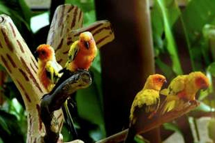 Jurong Bird Park