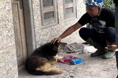 Kisah Anjing Nemo di Semeru, 12 Hari Setia Menunggu Tuannya, Menolak Dievakuasi, Bantu Temukan 3 Jenazah Korban