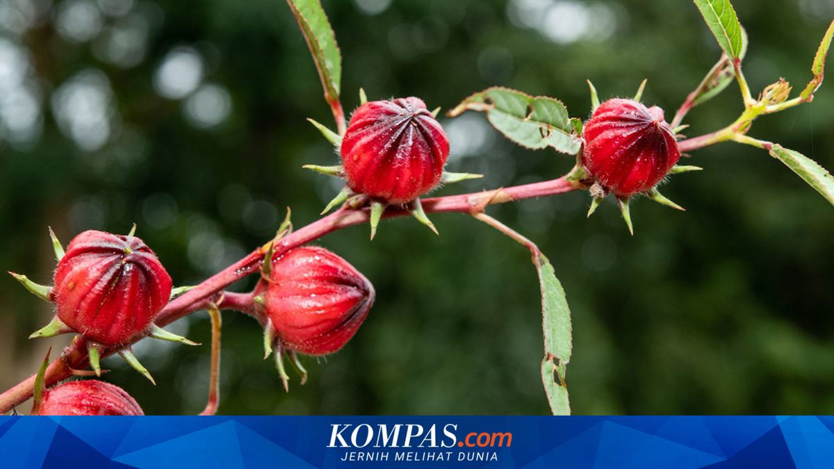 7 Bunga yang Bisa Dimakan, Bikin Makanan dan Minuman Lebih Sedap