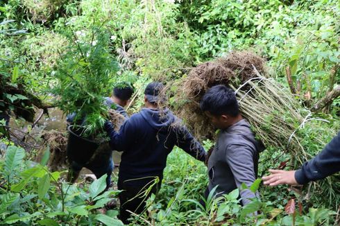 Polres Karo Amankan Ratusan Batang Ganja di Hutan Tahura