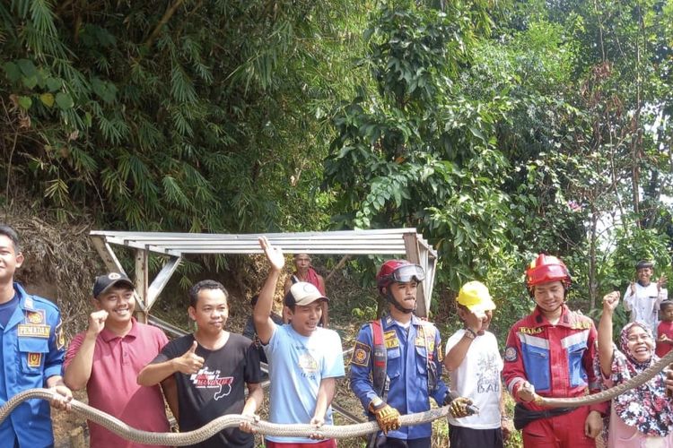 Dua King Kobra Ditemukan Emak-emak Saat Sedang Kawin di Jonggol, Keduanya Mati Setelah Dievakuasi