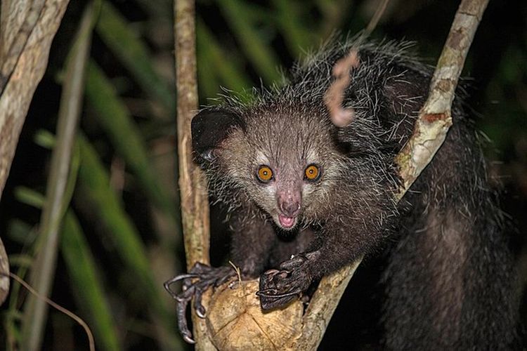 Aye-aye, lemur nokturnal dengan jari tengah yang panjang, adalah legenda di negara asalnya Madagaskar