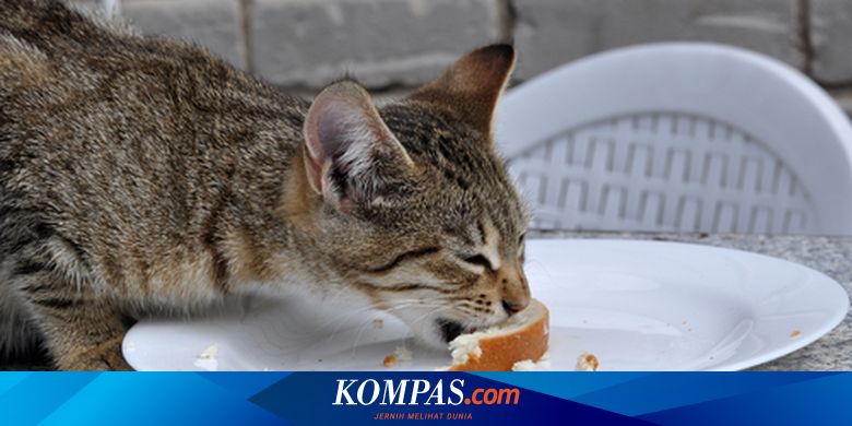 15 Makanan yang Tidak Boleh Dimakan Kucing - Vimarsana News