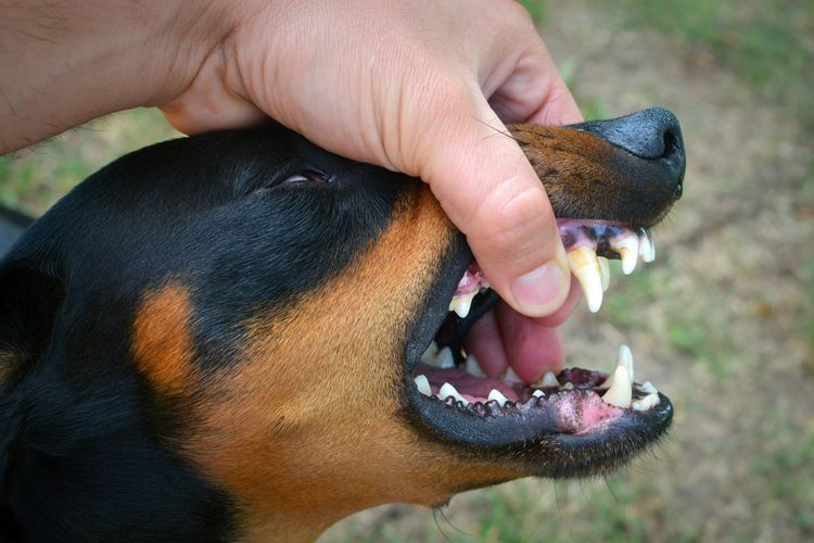 Foto : Hari Rabies Diperingati Setiap 28 September, Ini Sejarahnya