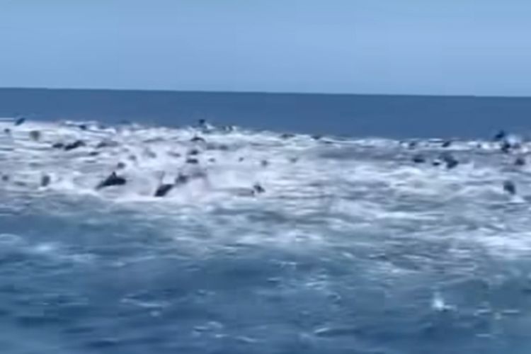Ratusan ekor lumba-lumba yang terlihat di Pantai Mustika Pancer Banyuwangi 