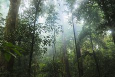 RGE Bantah Tudingan Deforestasi dalam Rantai Pasok