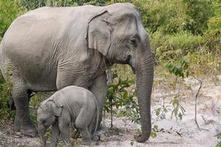 Gajah Asia berukuran lebih kecil dibanding gajah Afrika.