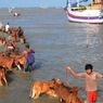 Puluhan Sapi Mati di Laut Sampang, Pakar Unair Sebut 2 Penyebabnya