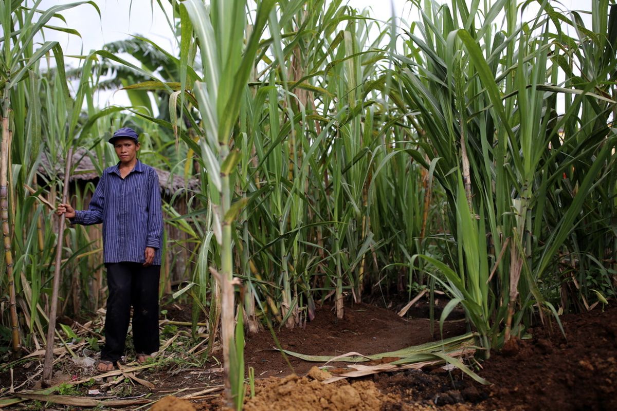 Petani di kebun tebu di Desa Lawang, Kabupaten Agam, Sumatera Barat, Selasa (2/5/2017). 