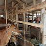 Cara Peternak di Lombok Barat Obati PMK, Pakai Ramuan Tradisional hingga Cairan Pemutih