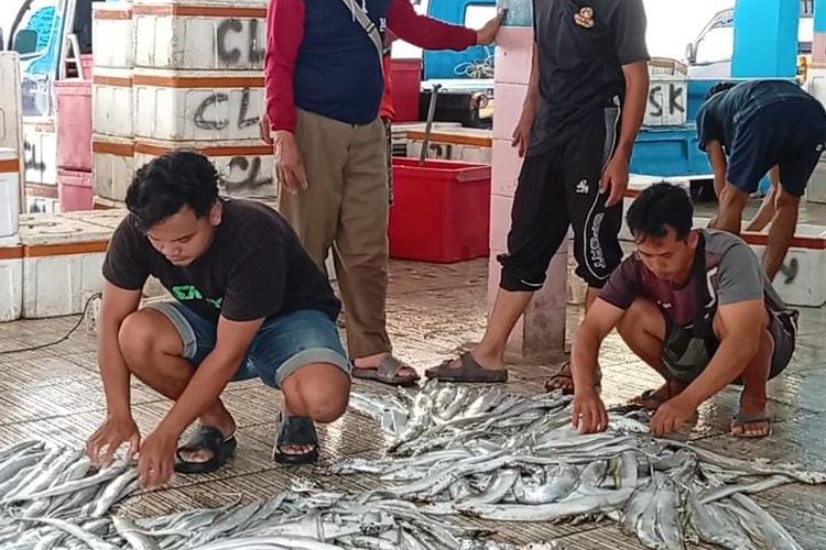 TPI Karangduwur Kebanjiran Ikan Layur, Nelayan Kebumen Bisa Bawa Pulang Jutaan Rupiah