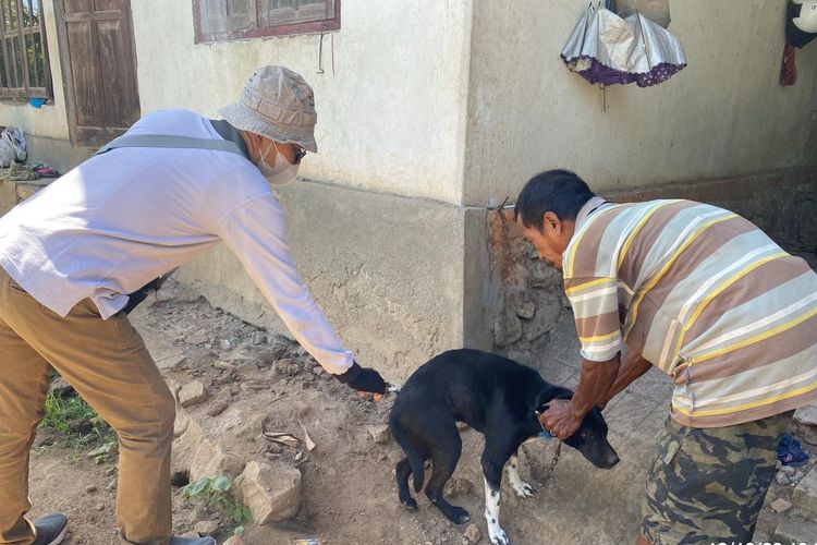 Petugas Dinas Pertanian Kabupaten Buleleng melakukan vaksinasi anjing, Senin (12/12/2022).