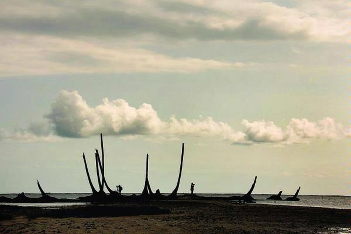 Deretan pohon kelapa di Desa Meudang Ghon, Lamno, Aceh Jaya, Aceh,  yang meranggas, Senin (26/3), ini merupakan sisa dari kedahsyatan tsunami yang melanda Aceh pada 26 Desember 2004. Tsunami Aceh merupakan salah satu  terbesar yang tercatat sepanjang sejarah dan menempati pembunuh peringkat pertama dengan korban meninggal 310.000 jiwa.