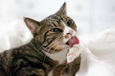 Bukan Hanya Bentuk Perawatan, Ini 6 Alasan Kucing Peliharaan Menjilat Tubuhnya Sendiri