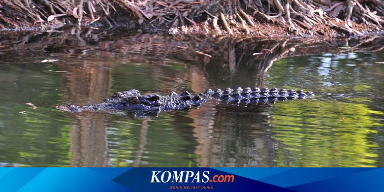 Buaya Sepanjang 3 Meter Muncul Di Pantai Timur Pangandaran Halaman