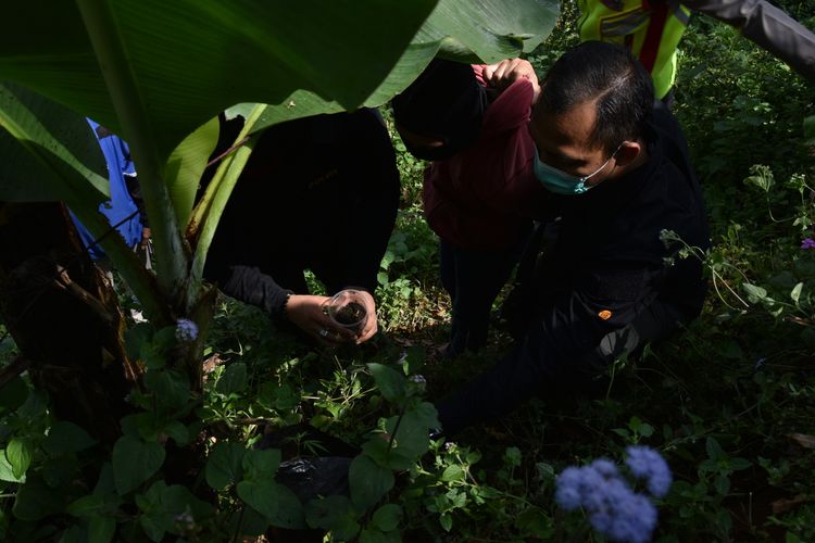 Pelaku YN tengah menunjukan lokasi tanaman ganja yang didatan terpisah di lahan hutan seluas 1 hektar di Gunung Cibodas, Bukit Unggul, Perkebunan kina, Kampung Patrol Desa Sunten Jaya Lembang, Kabupaten Bandung Barat yang juga berbatasan dengan Daerah Cilengkrang, Kabupaten Bandung, Minggu (12/7/2020).