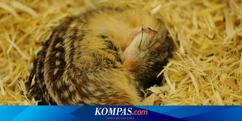 Lewat Hibernasi Tupai Ahli Belajar Awetkan Organ Donor Lebih Lama Halaman All Kompas Com