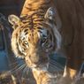 Harimau Kabur dari Kandang, Serang 1 Pria dan Bunuh Beberapa Hewan, lalu Disuntik Mati