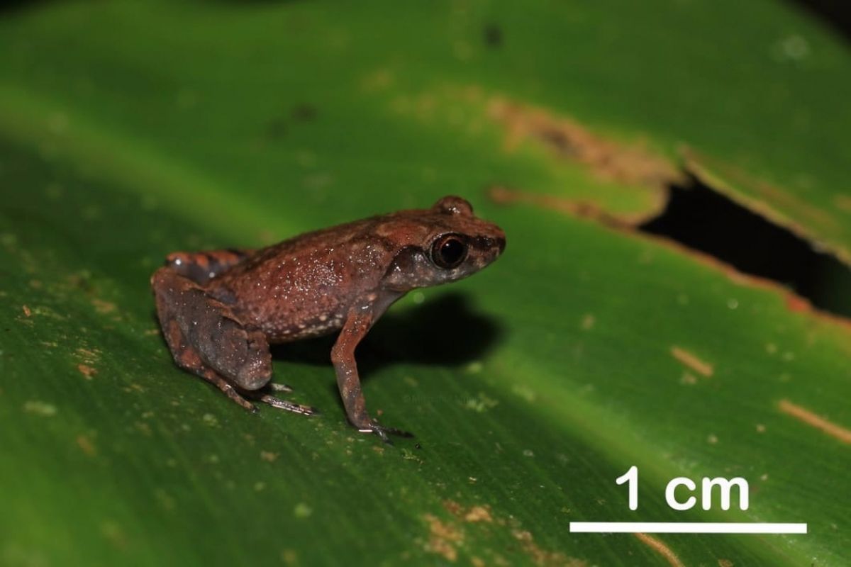 Katak Jangkrik dari Borneo (Leptorachella bondangensis)