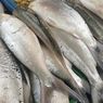 6 Cara Benar Simpan Ikan agar Tetap Segar, Jangan Asal Masukkan Kulkas