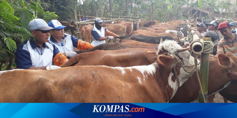 Satu Juta Sapi Betina Di Jawa Timur Ditarget Bunting Tahun Ini Halaman All Kompas Com