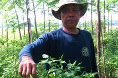 Ongkos Produksi Cabai Merah Capai Rp 52 Juta per Hektar