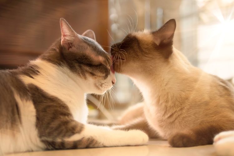 Alasan Kucing Menjilati Kucing Lain Menurut Penelitian, Ternyata Tidak Selalu karena Ramah 