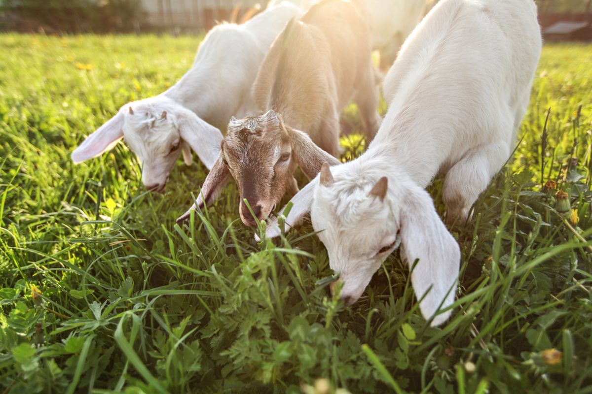 Ilustrasi kambing makan rumput.