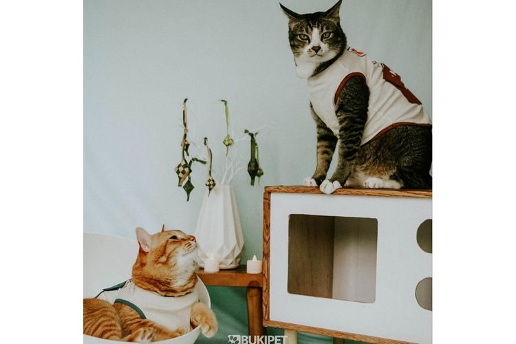 Pakaian kucing dari Bukipet.