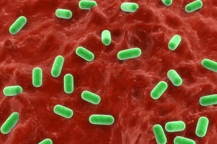 Ilustrasi bakteri probiotik
