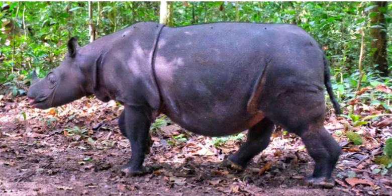 Badak di Kalimantan Timur