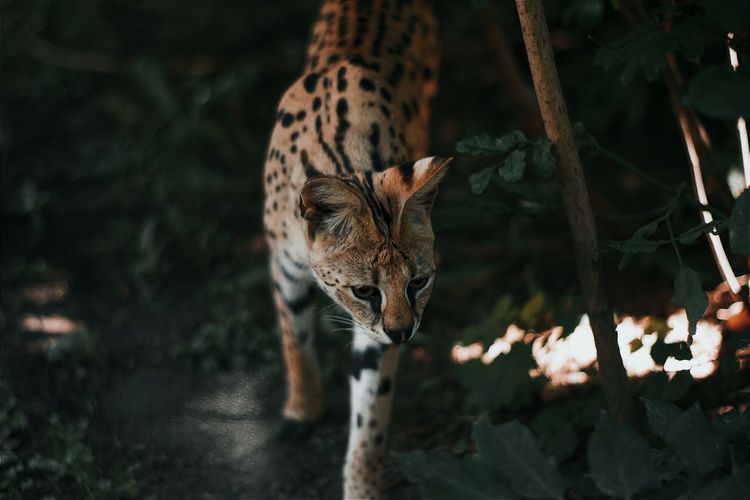 Setelah Lebih dari 1 Abad, Spesies Kucing Liar Baru Ditemukan di Hutan Awan Bolivia