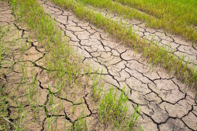 Godzilla El Nino Belum Tampak, Kemarau 2026 di Jateng Diprediksi Lebih Kering