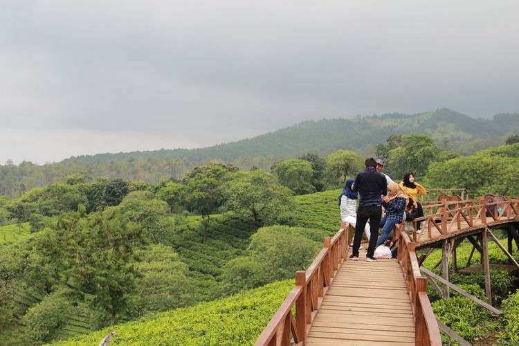 Bukit Kuneer Di Malang Daya Tarik Harga Tiket Dan Rute