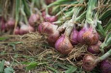 Penyakit Busuk Daun Bawang Merah: Penyebab, Gejala, dan Solusinya