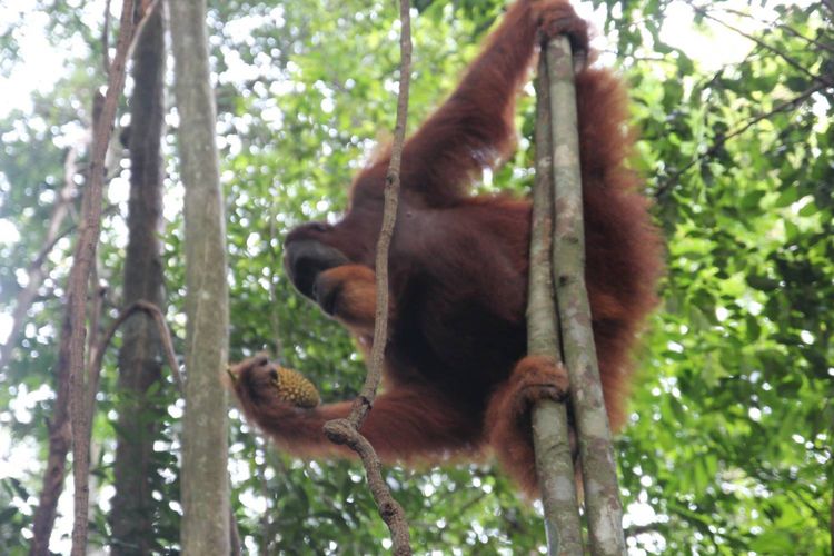 Orang utan mengambil durian dari pohonnya, di Hutan Tangkahan, Kalimantan Tegah (2016).