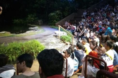 Lebih Dekat dengan Hewan Nokturnal di Night Safari Singapura