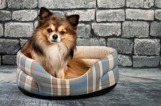 4 Penyebab Anjing Membuang Kotoran Sembarangan di Rumah