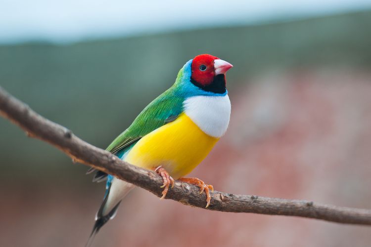 Ilustrasi burung gouldian finch.