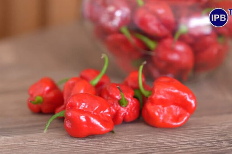 Cabai palurah IPB