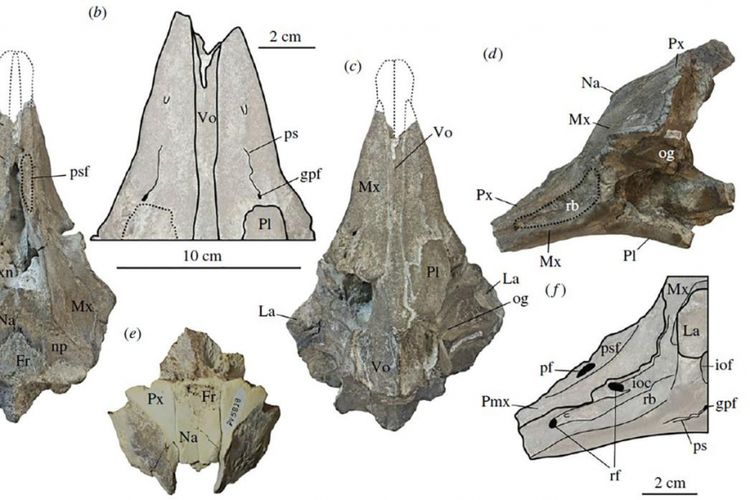 Tengkorak Inermorostrum xenops