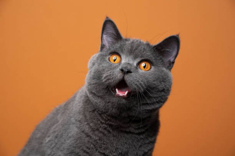 Ilustrasi ekspresi wajah kucing.