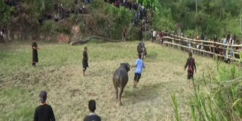 Ma?pasitanduk Tedong merupakan tradisi hiburan bagi keluarga yang berduka di Mamasa, Sulawesi Barat, Selasa (16/10/2018). Tujuan adu kerbau ini untuk memberikan hiburan bagi keluarga yang mengalami dukacita agar mereka tidak lama larut dalam kesedihan karena kehilangan sosok anggota keluarga yang mereka cintai.