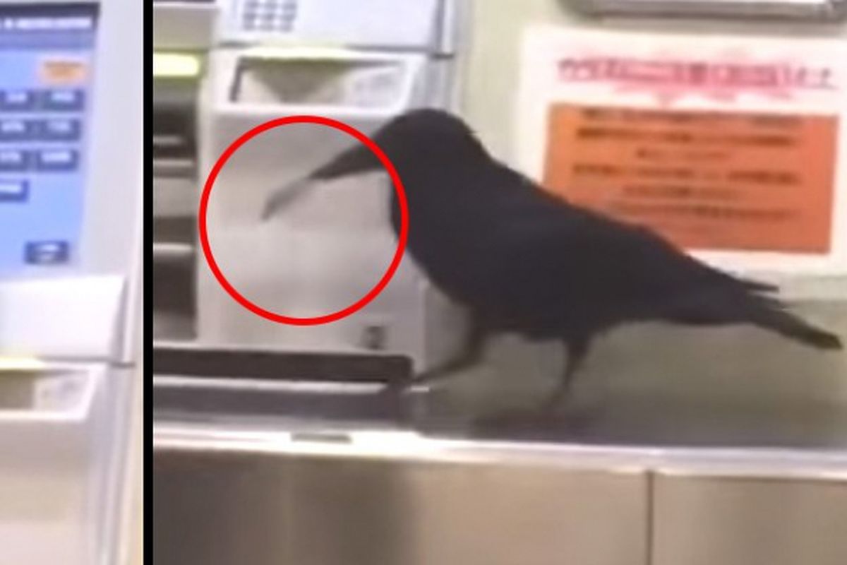 Burung gagak beli tiket kereta di Jepang