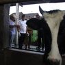 Banyak Sapi Terjangkit PMK Mati Saat Penyembuhan, Ini Kekhawatiran Bupati Ponorogo