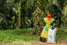 Harga Pupuk Sawit Naik 200 Persen, Petani Kalbar Minta Pemerintah Jangan Cuma Soroti Minyak Goreng